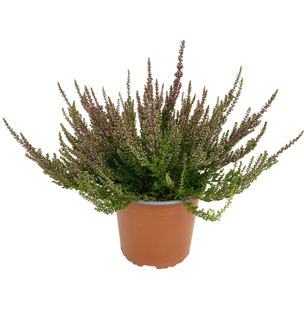 Calluna Gardengirls® k17