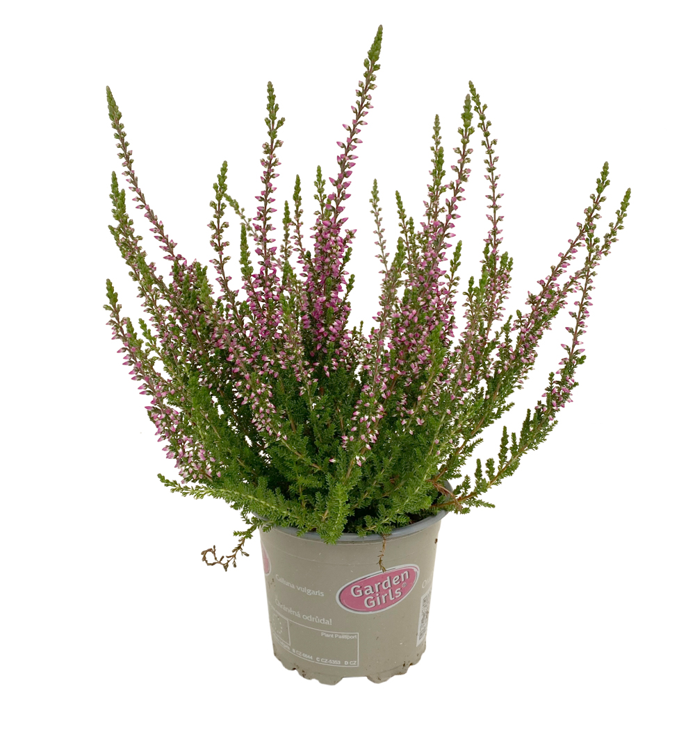 Calluna Gardengirls® k10